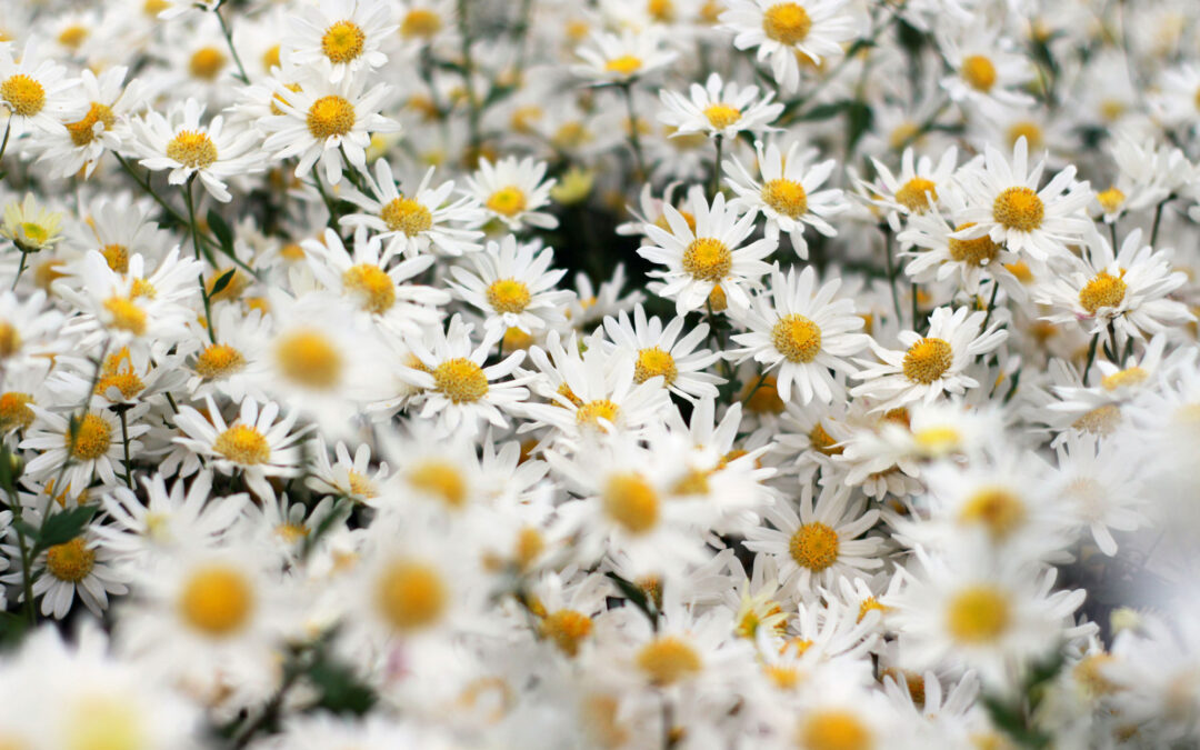 Bienen – Blumen – Frühling: Werbeartikel für eine blühende Zukunft!